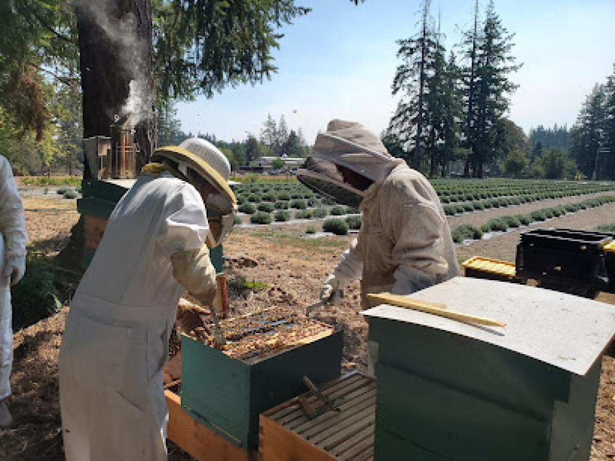 Joyful Honey and Beekeeping Supplies LLC