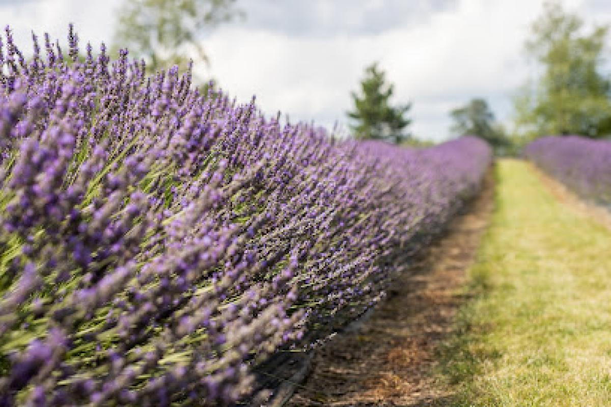 Indigo Lavender Farms
