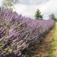 Indigo Lavender Farms