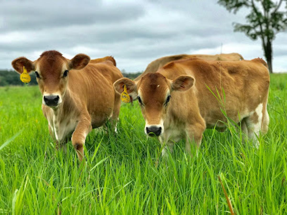 Calf & Clover Creamery