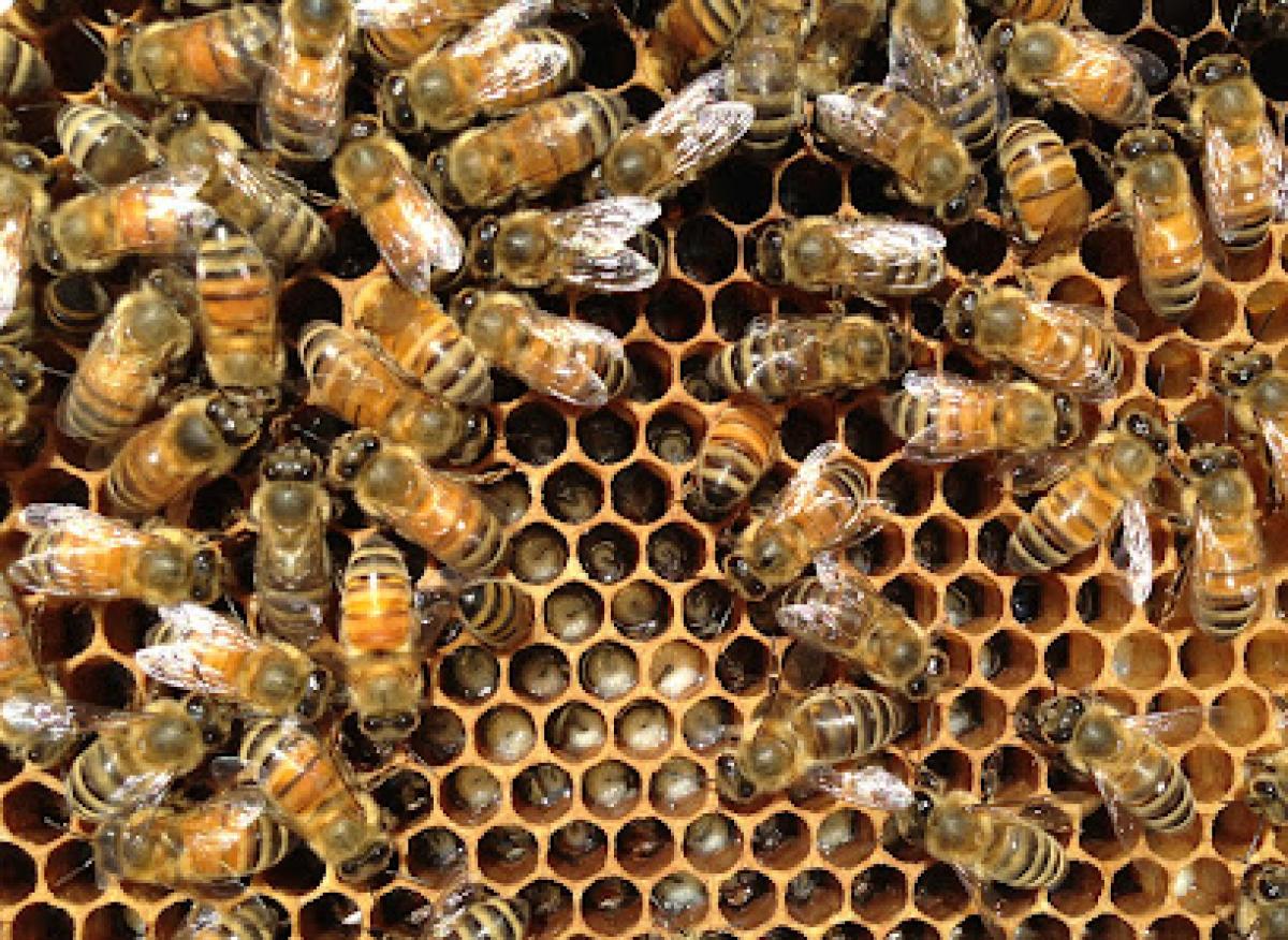 Hudson Valley Bee Supply