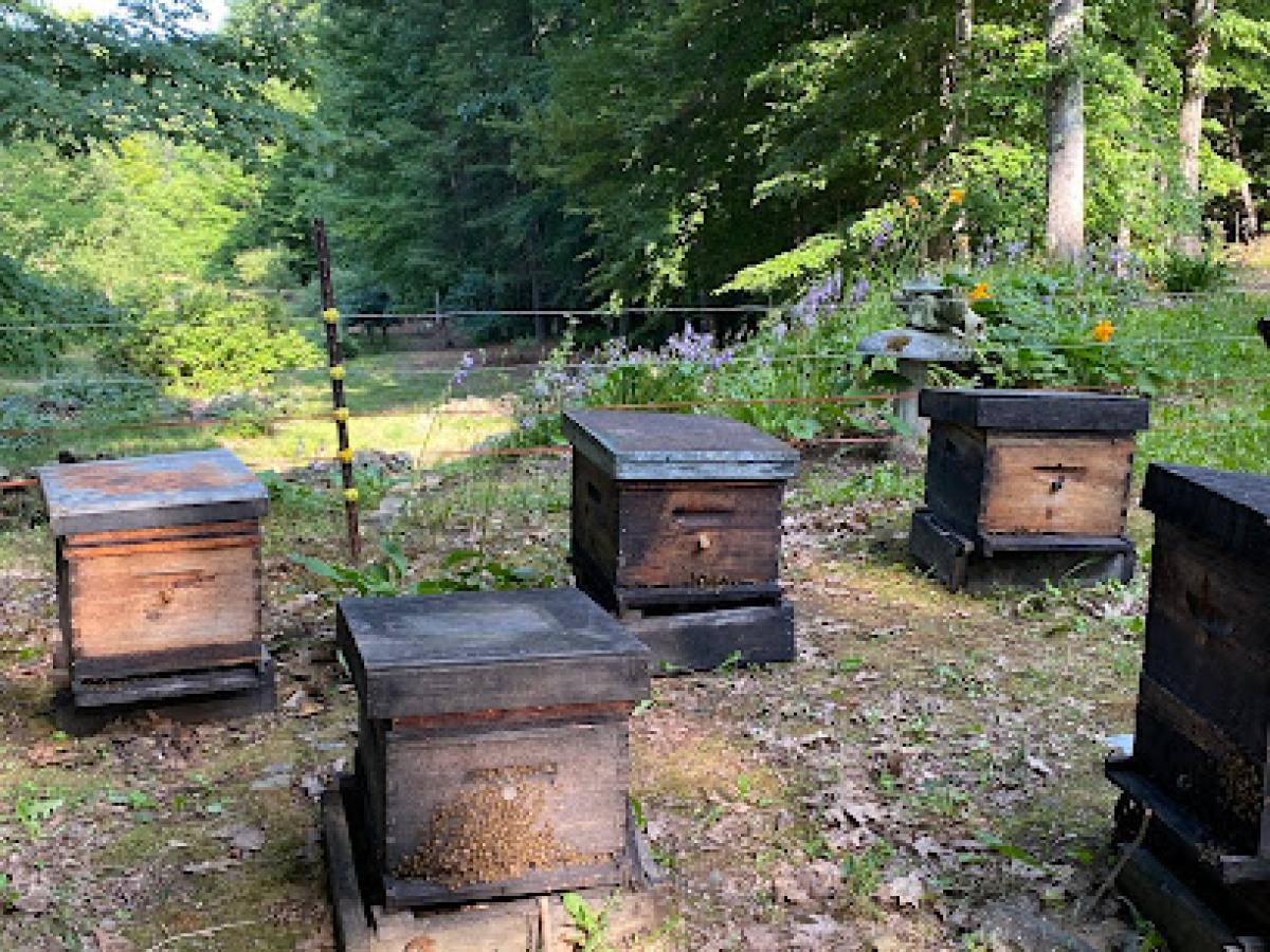Linden Apiaries since 1973