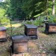 Linden Apiaries since 1973