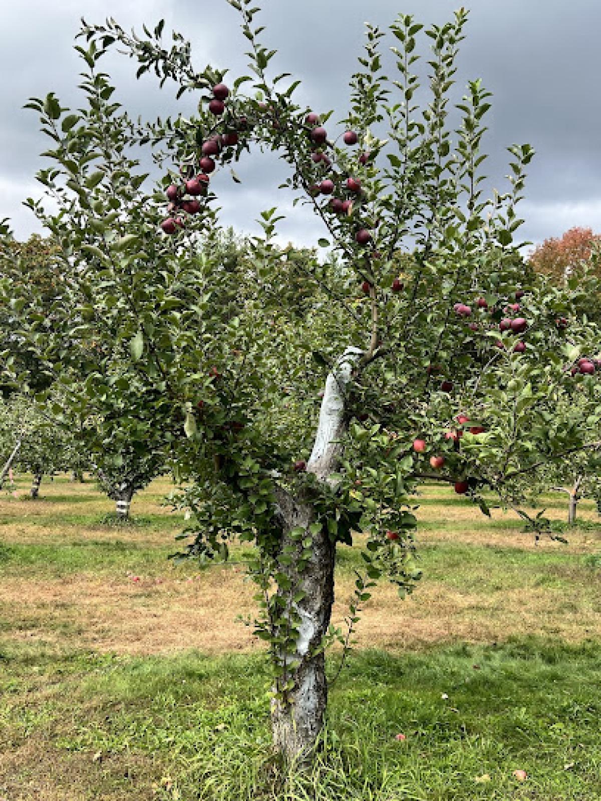 Gibson Orchard