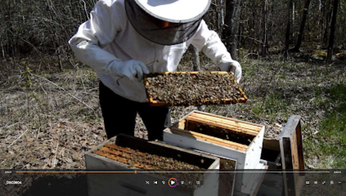 Hood Brook Apiary