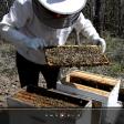 Hood Brook Apiary