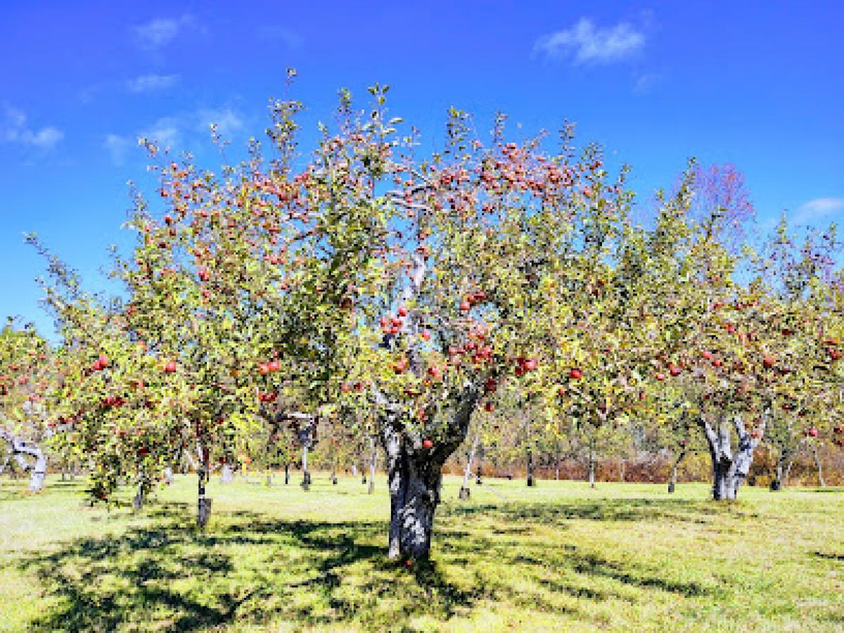 Cayford Orchards