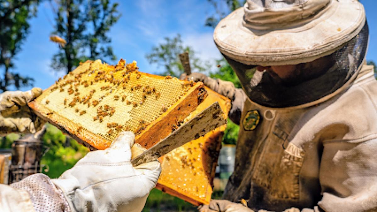 The Sweet Bee Company