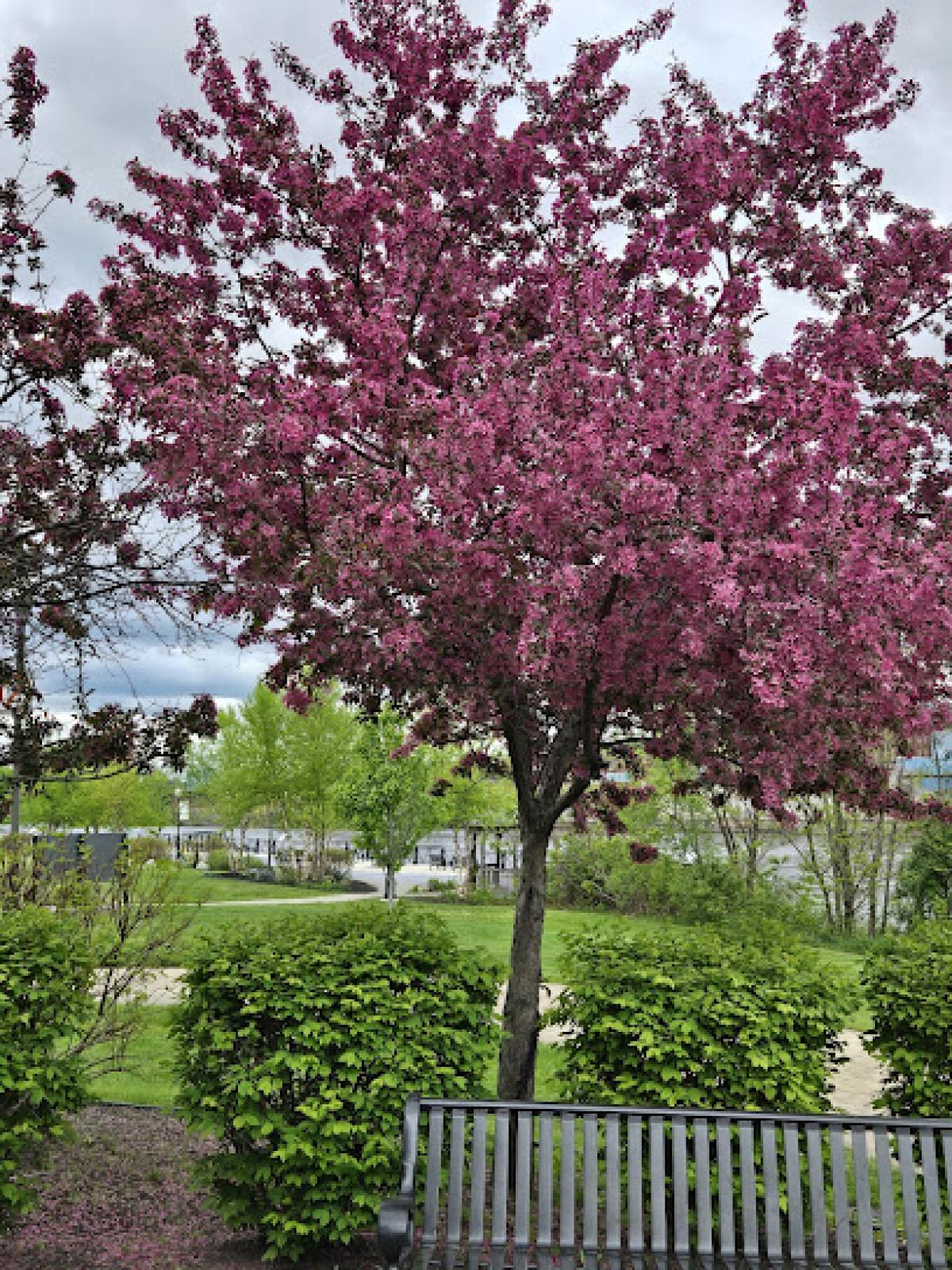 Downtown Waterville Farmers' Market