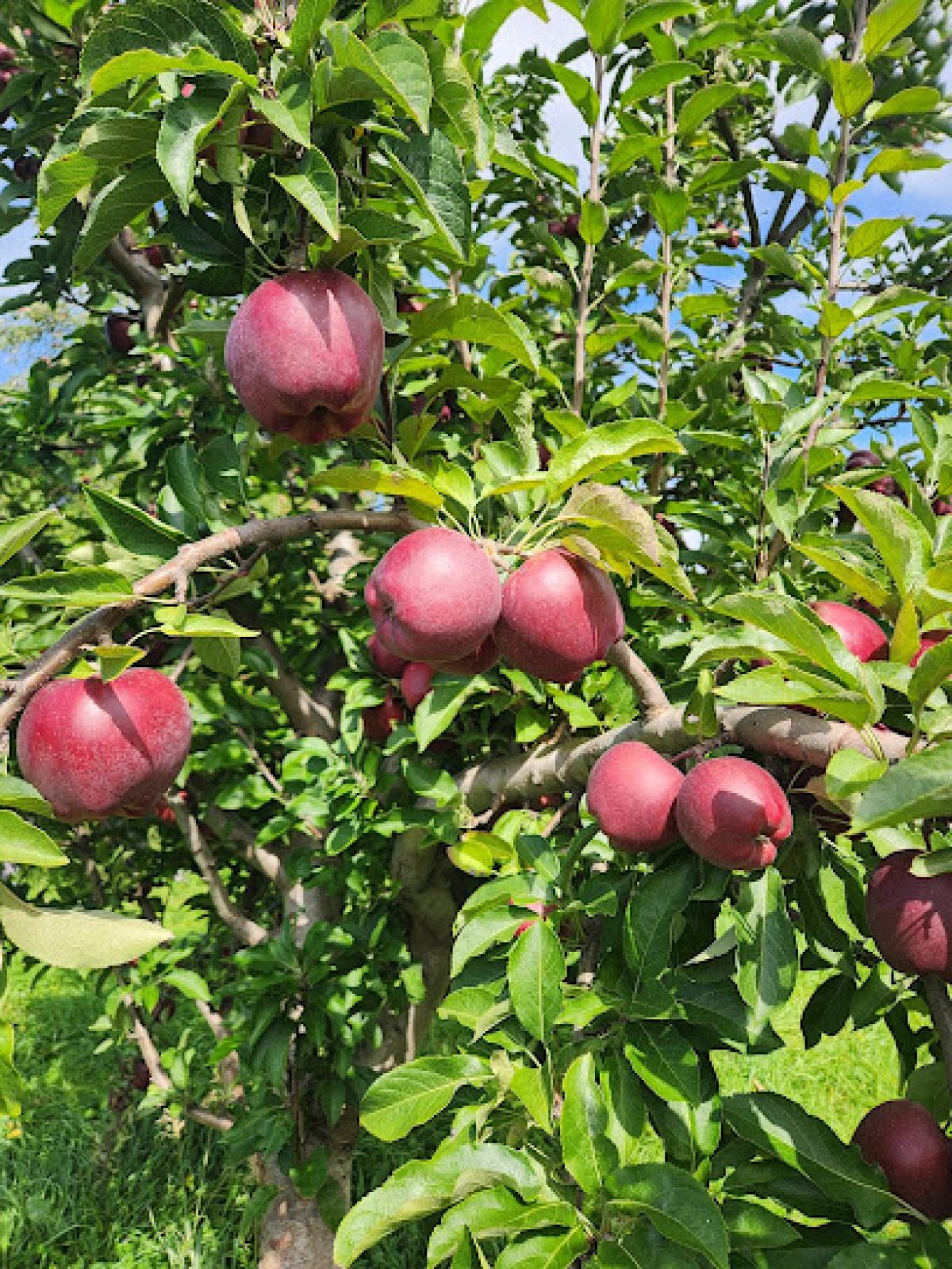 Hall's Orchards