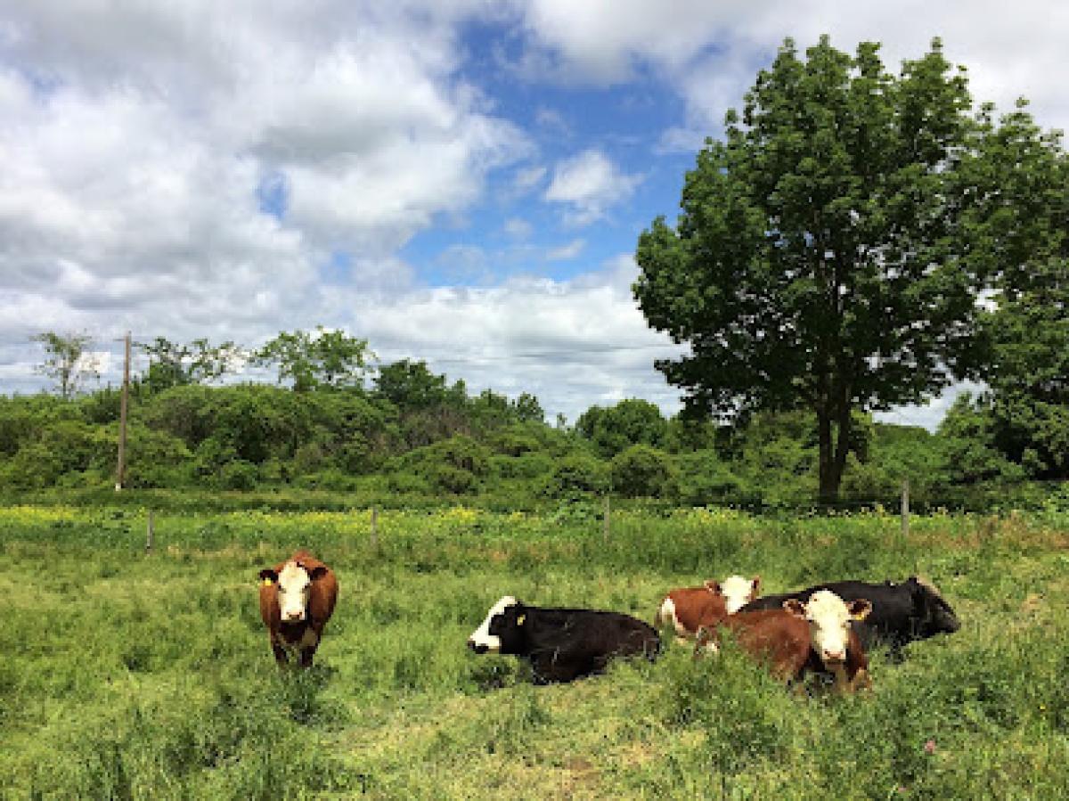 Fat Cow Farm General Store
