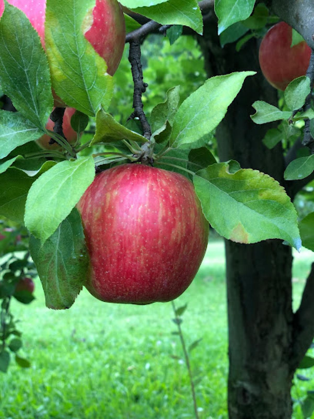 Woodman Hill Orchard