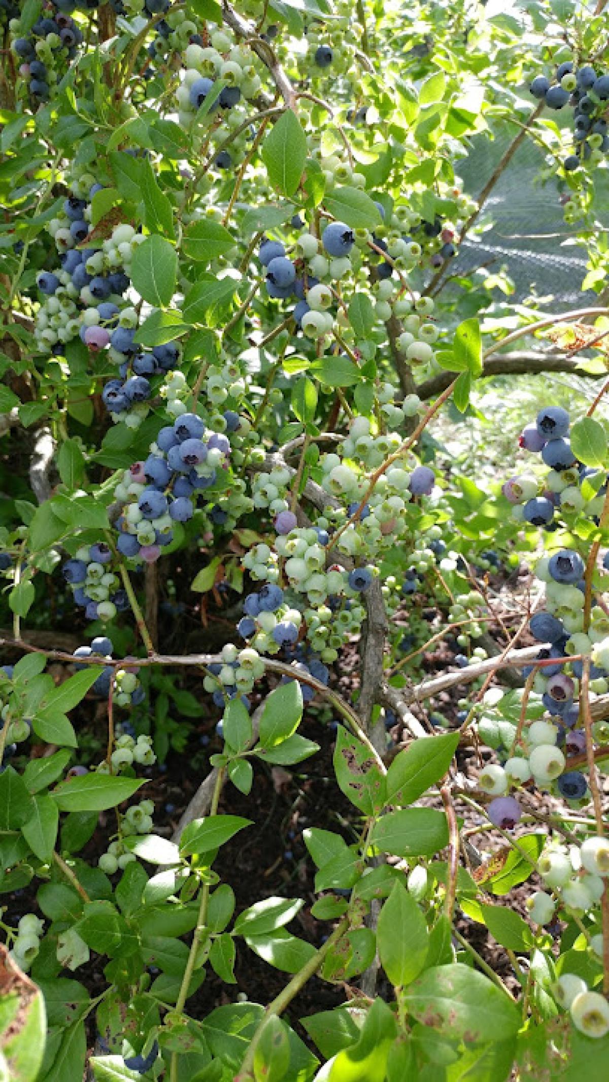 Stony Grove apples and blueberries U-Pick