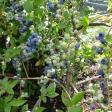 Stony Grove apples and blueberries U-Pick