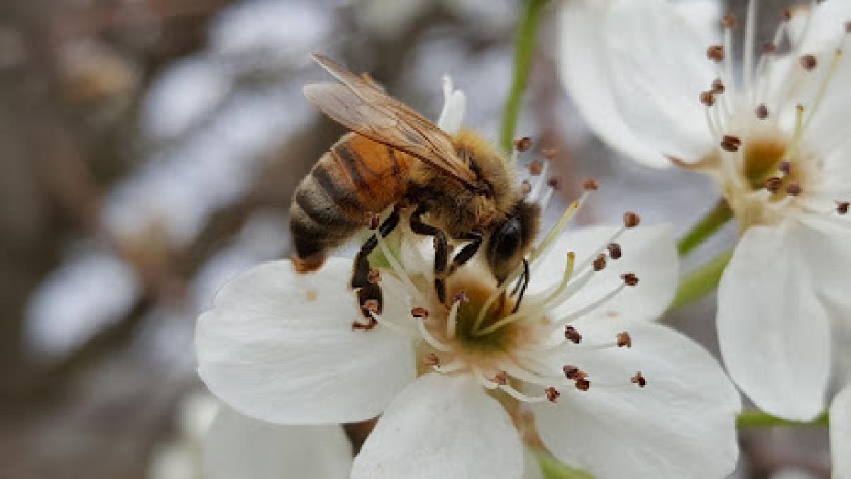 Southern Sweet Bee LLC