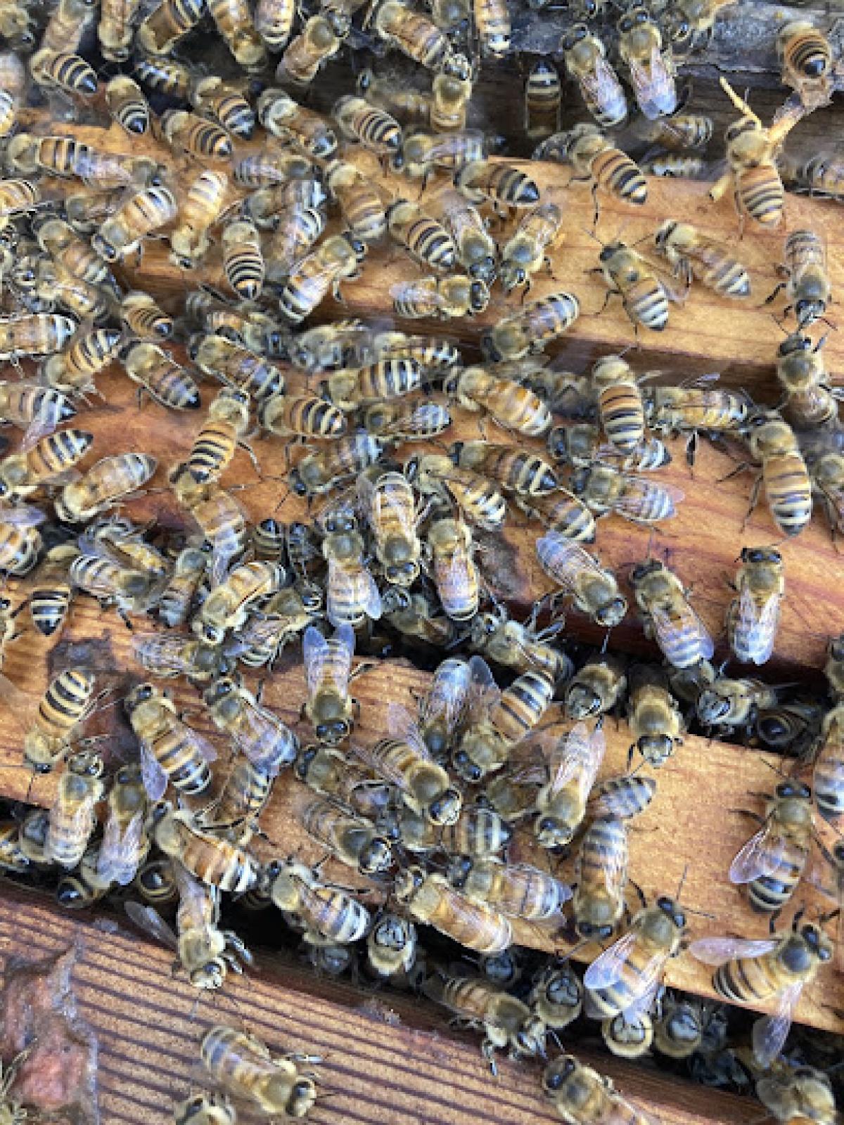 John’s Local Honey