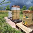 Carey Apiary and Farm LLC