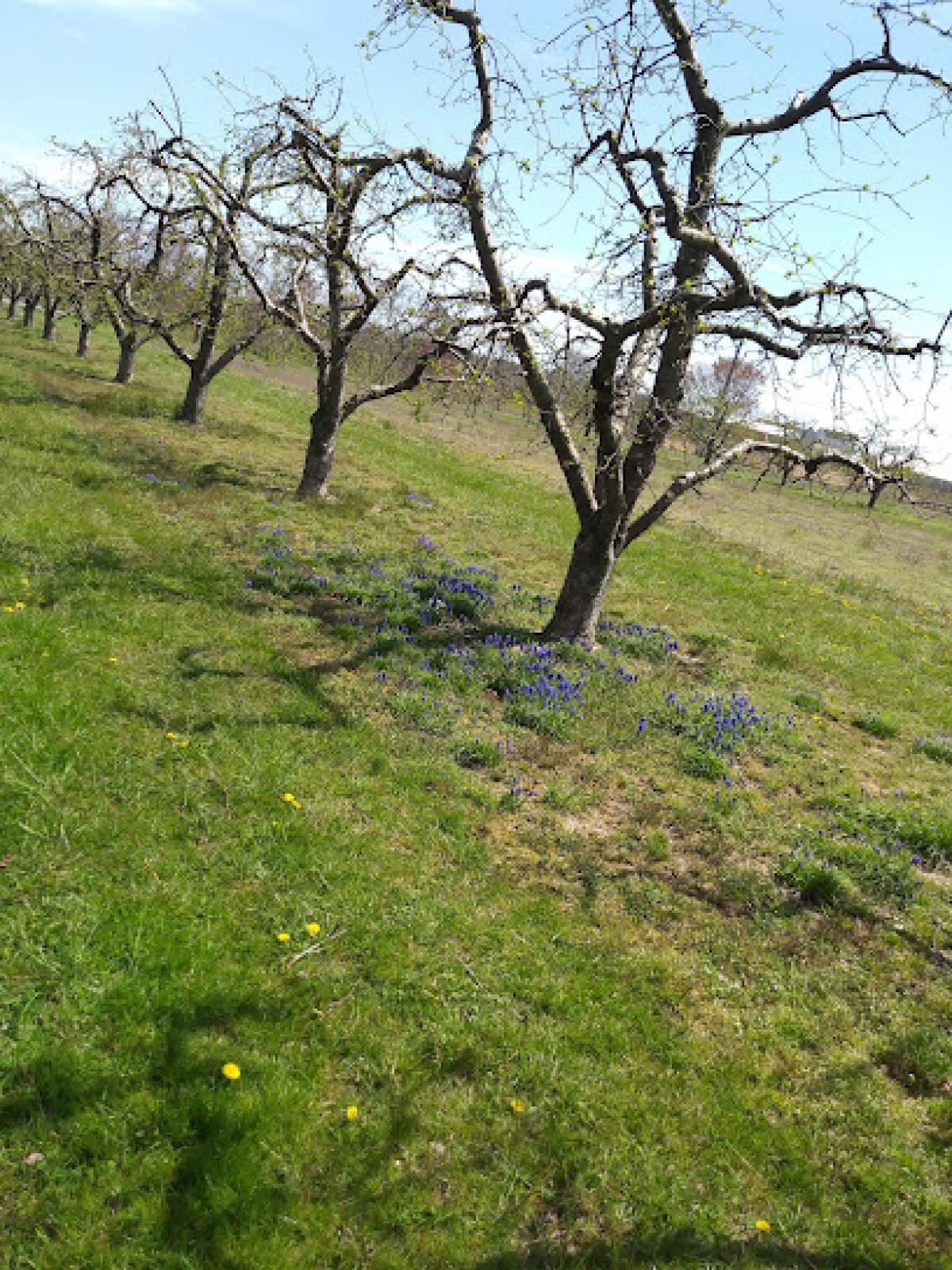 Schober Orchard & Farm Market
