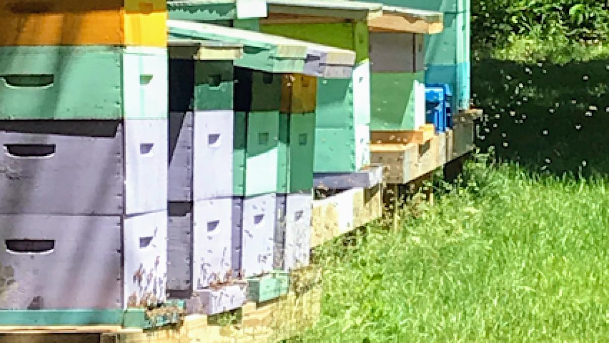 E’s Bees -Local Honey