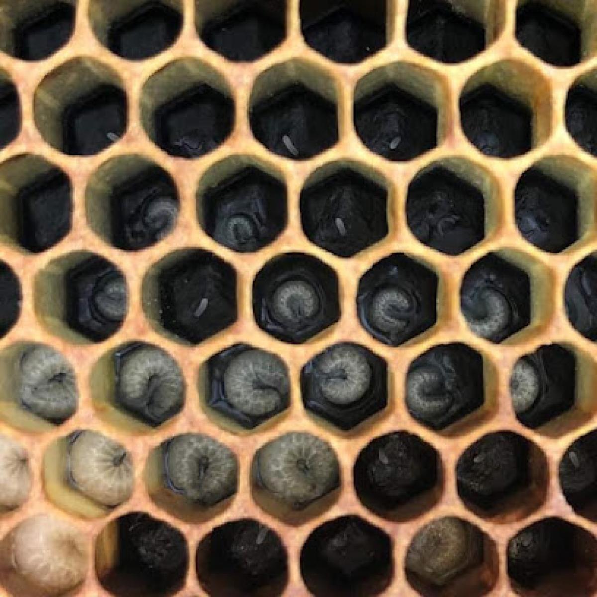 The Eden Evans Apiary