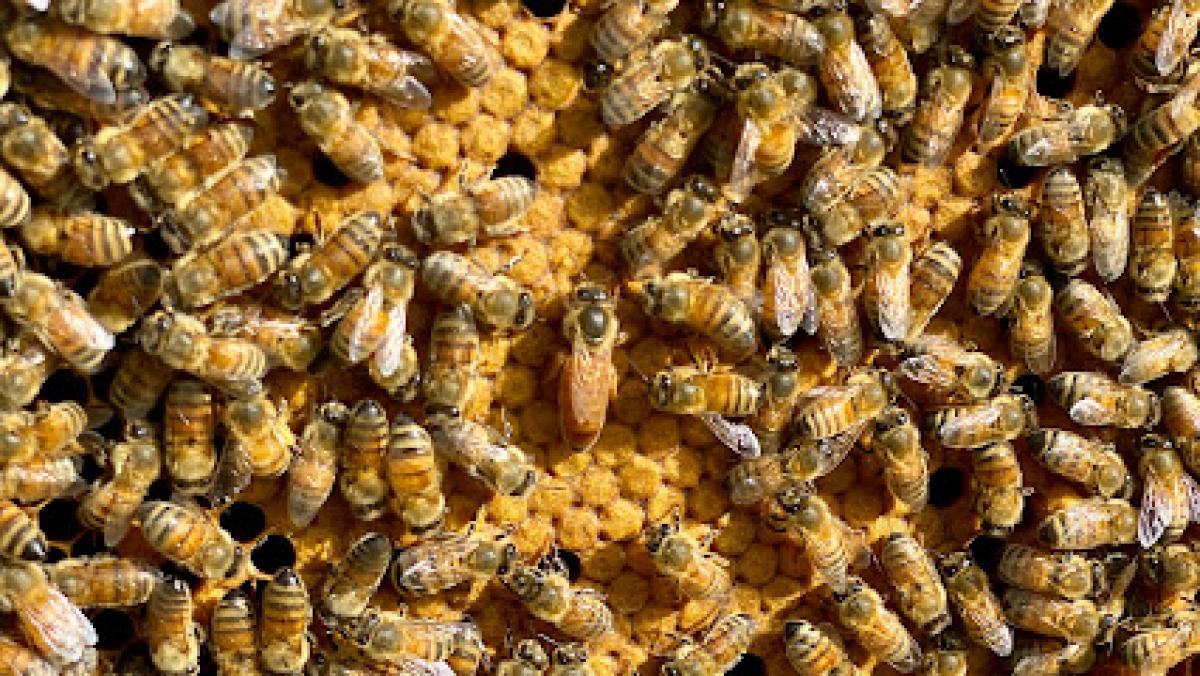 Brown Bear Honey Farm