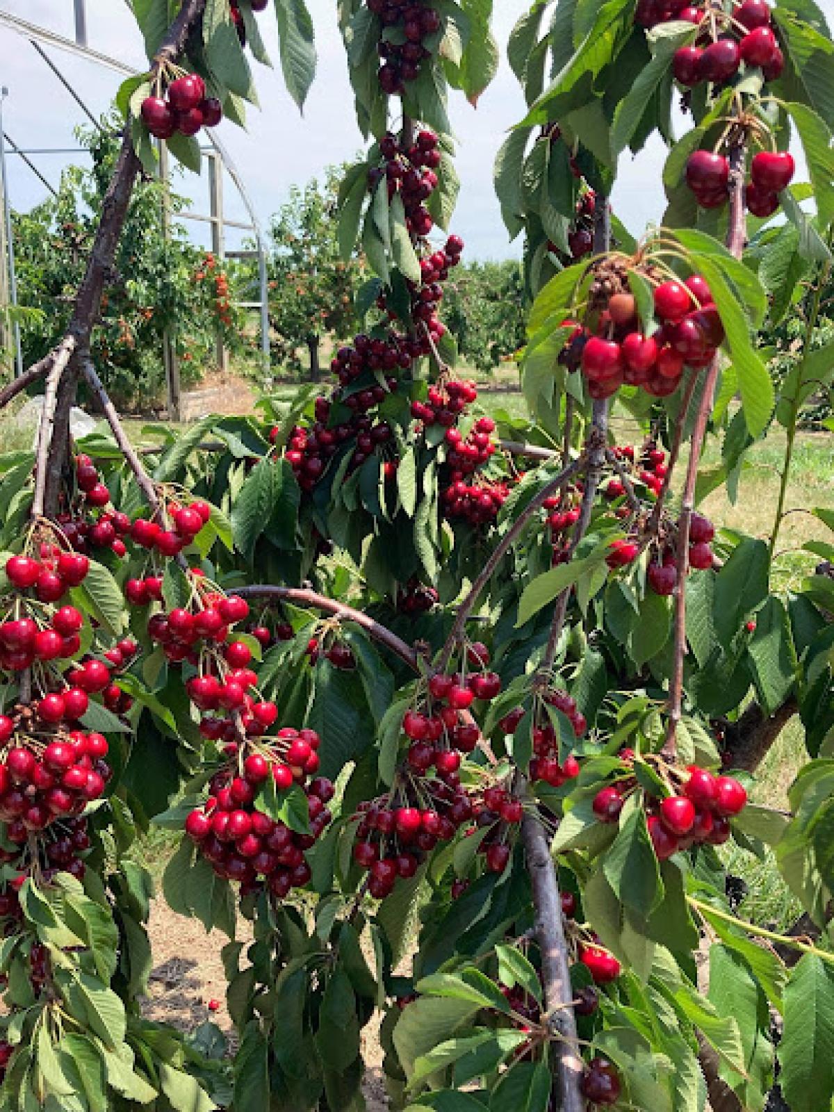 Singer Farm Naturals