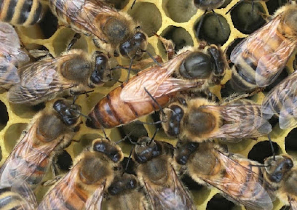 Miller Hill Apiary LLC