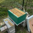 Utter Bliss Apiary