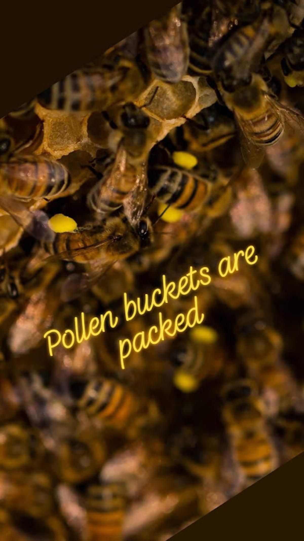 Hops and Honey Colorado