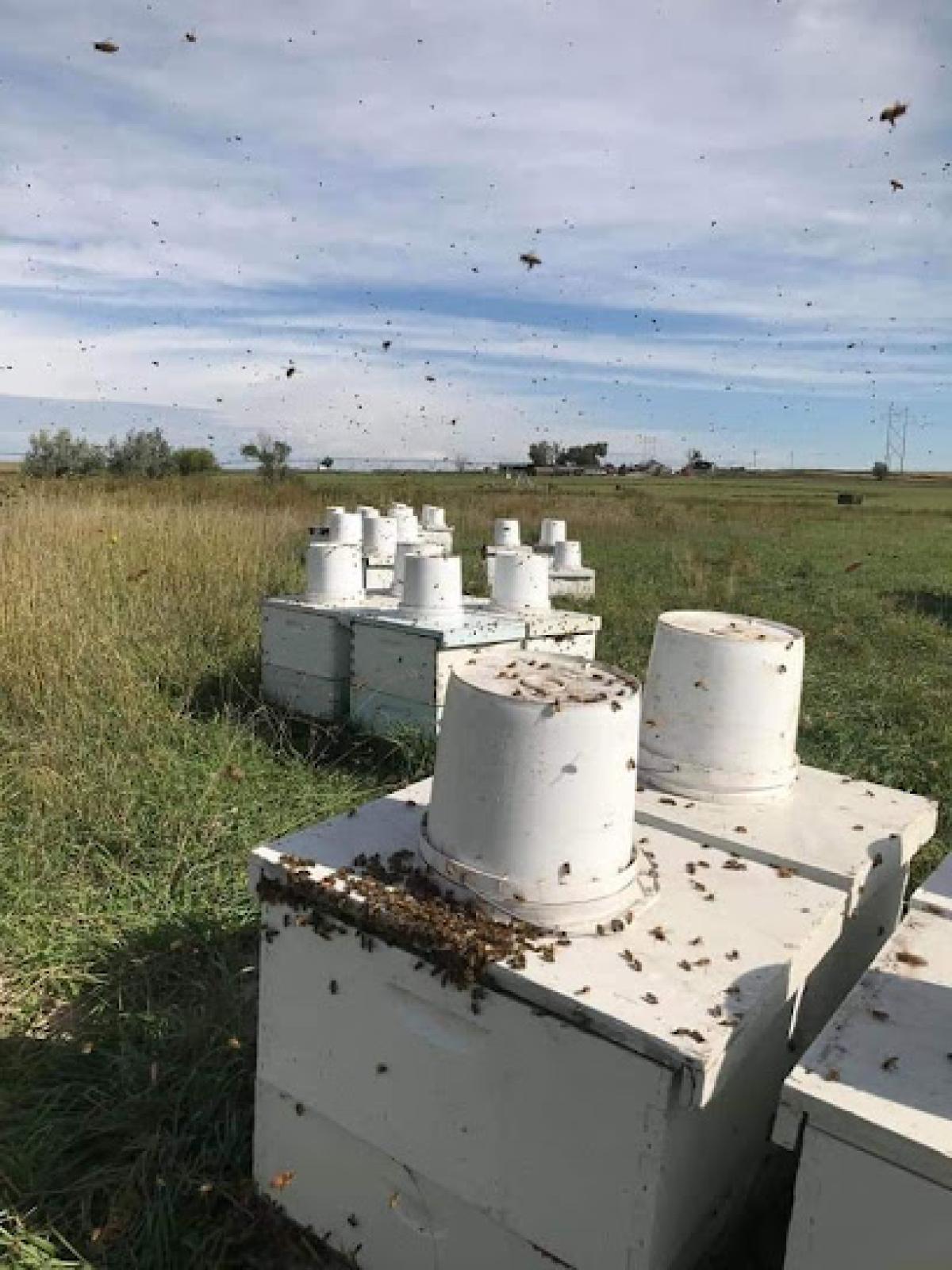 Riley´s Brand Honey