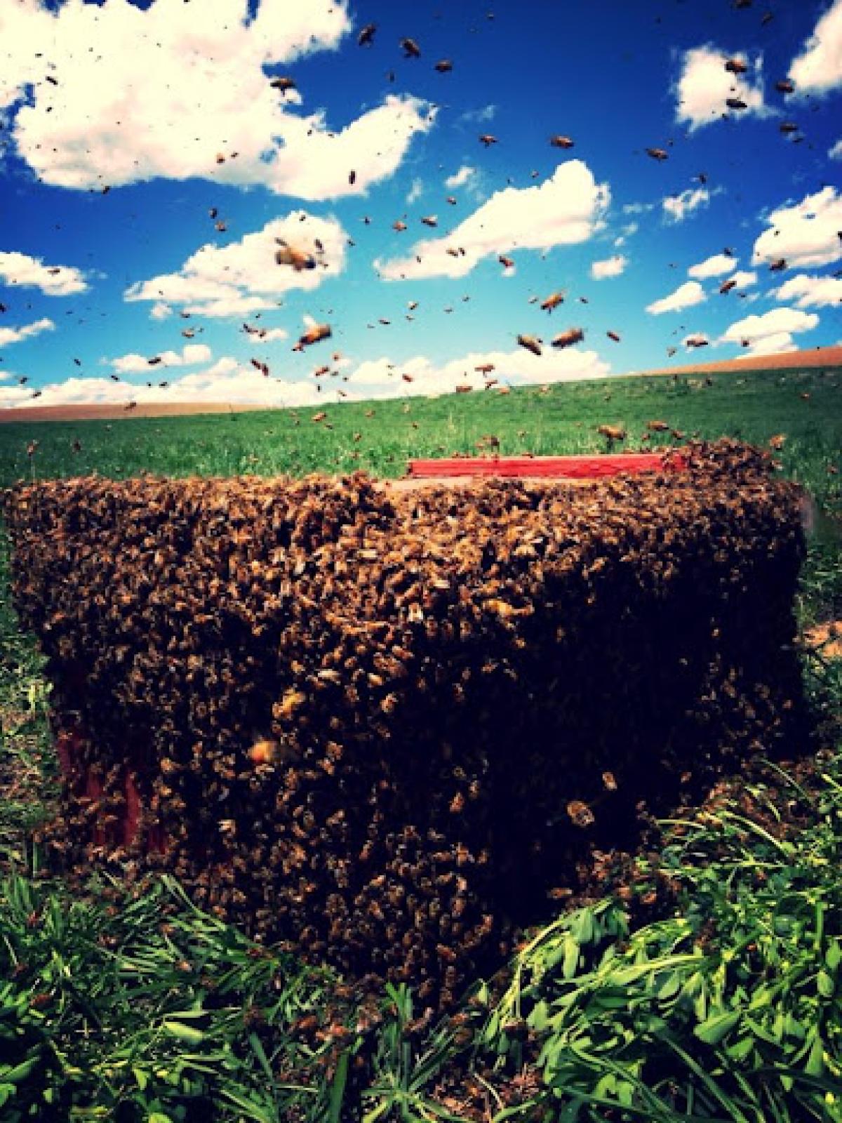 Colorado Mountain Honey