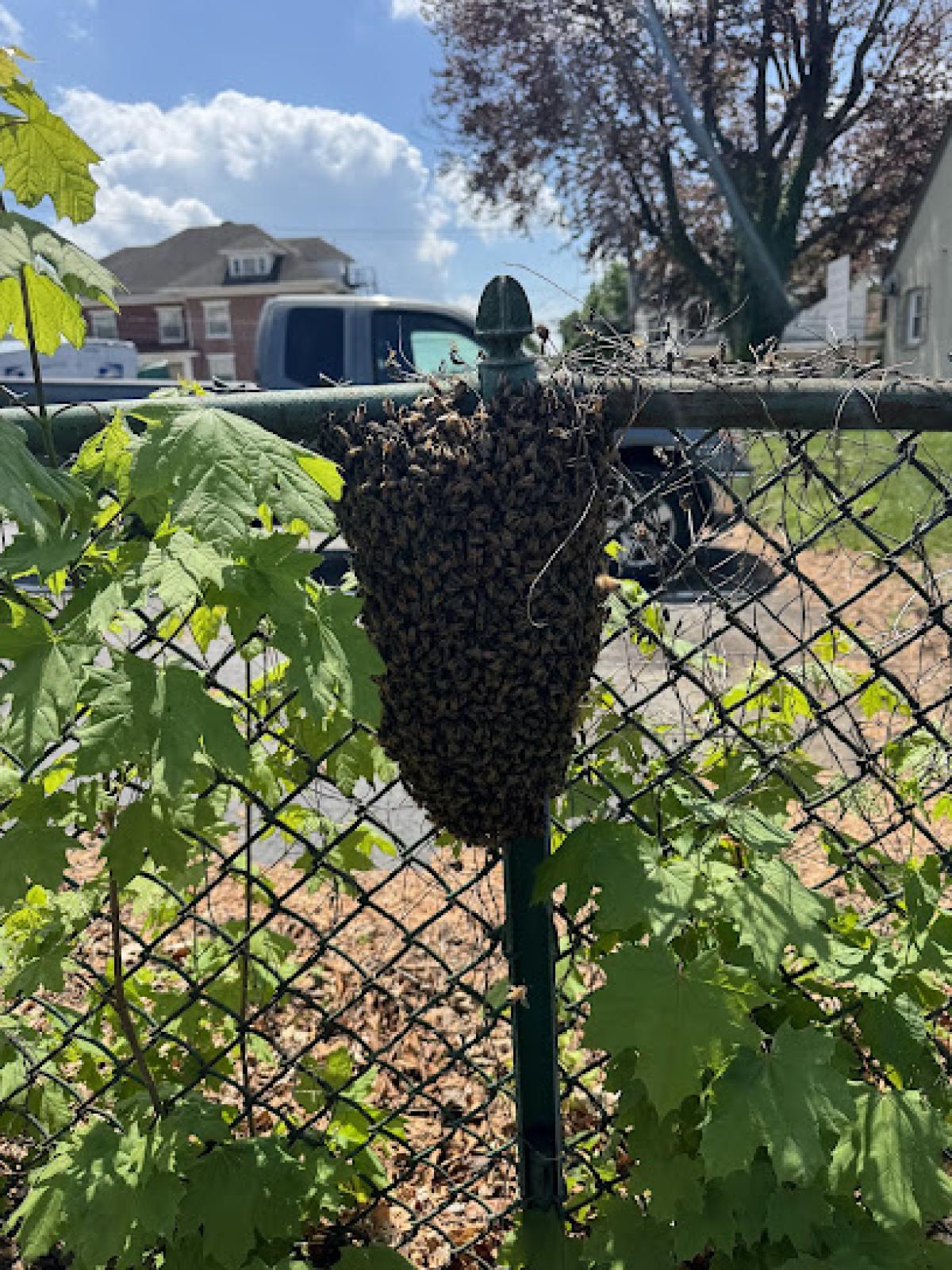 Honeybee Rescue Company