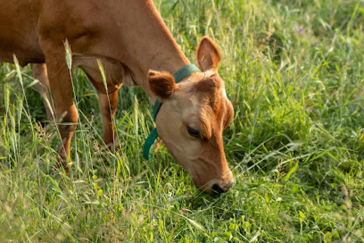 Country Sunrise Creamery