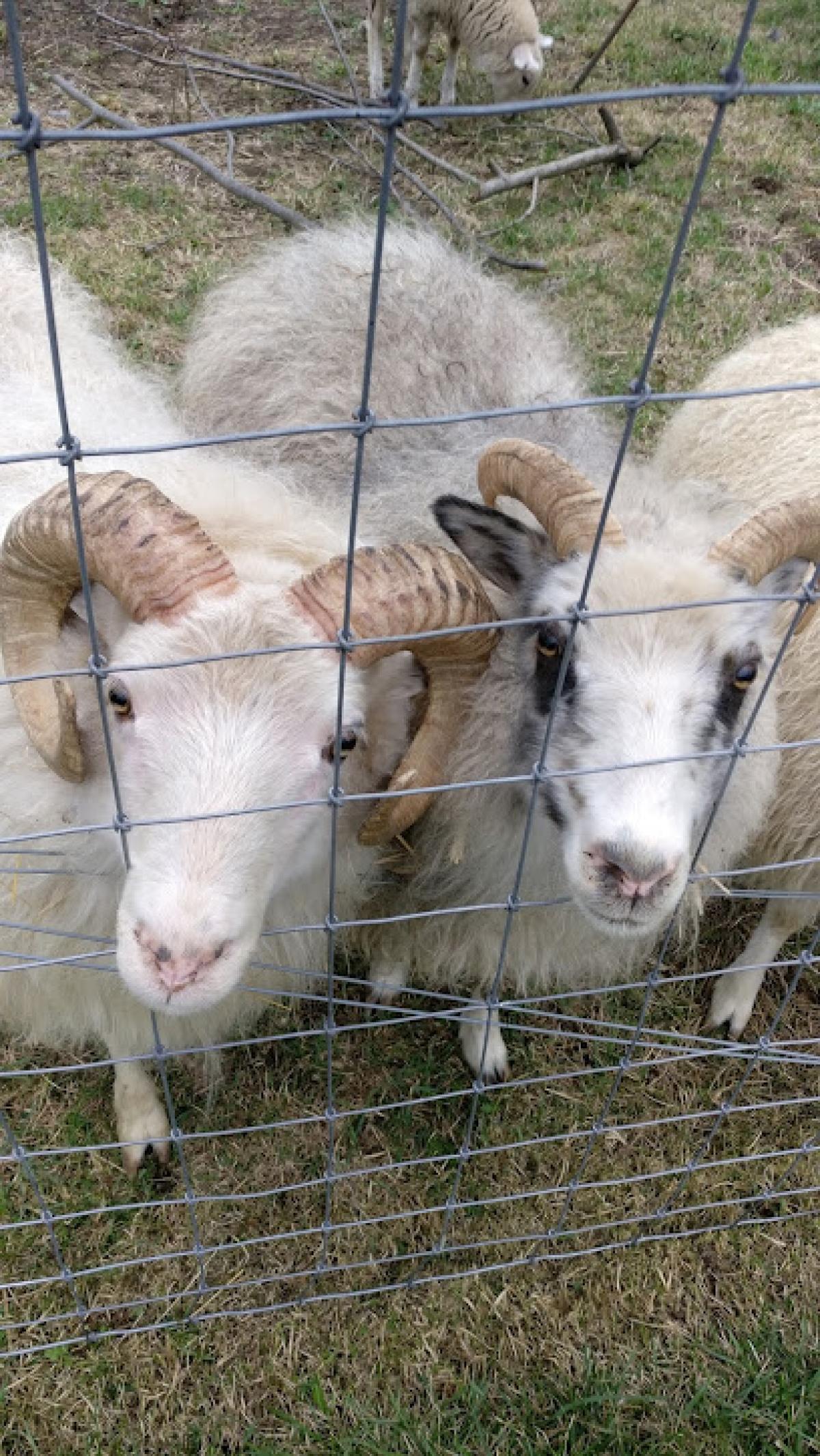 Necessity Farms & Dairy