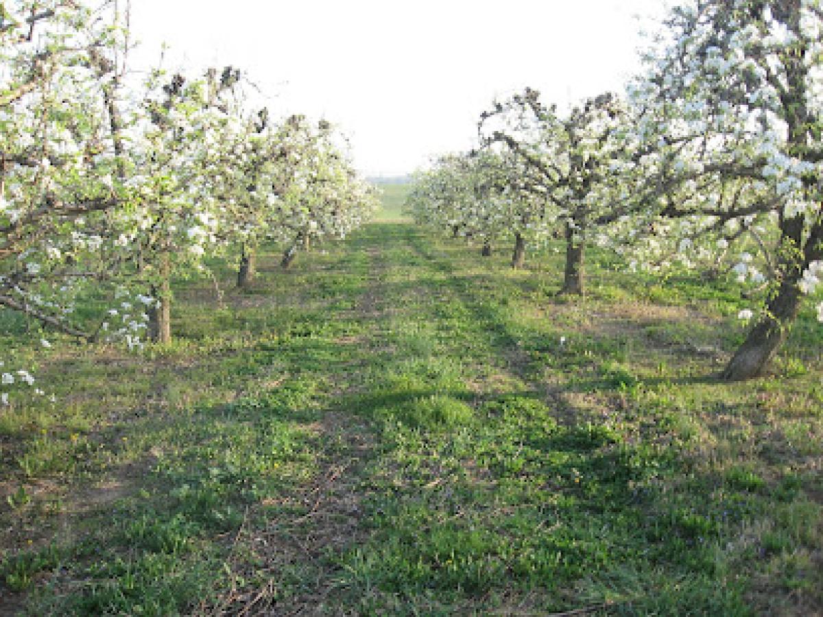 Seyfert Orchards