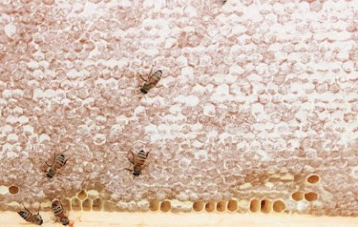 Dandelion Springs Apiary