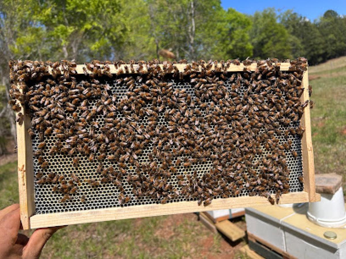 Sparrow Swamp Honey Company