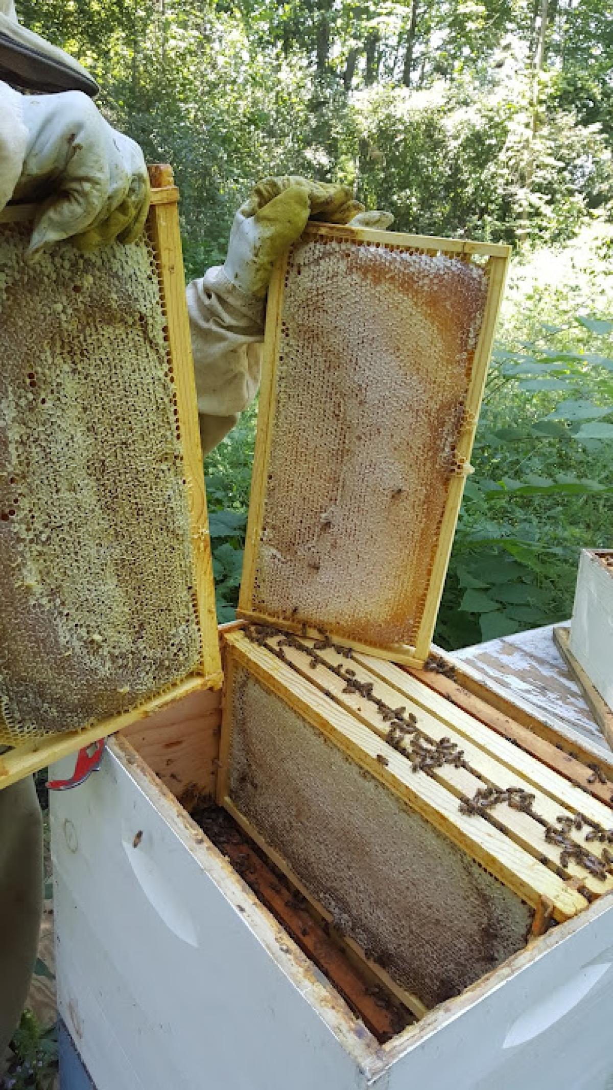 Local Raw Honey Farms