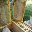 Local Raw Honey Farms