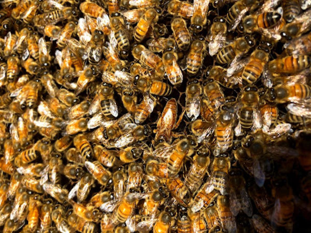 Bowyer's Bees & Honey