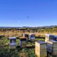 Pioneer Valley Apiaries