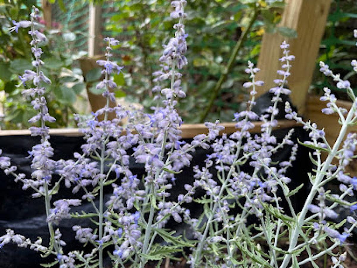 Bunny and the Bee Farm