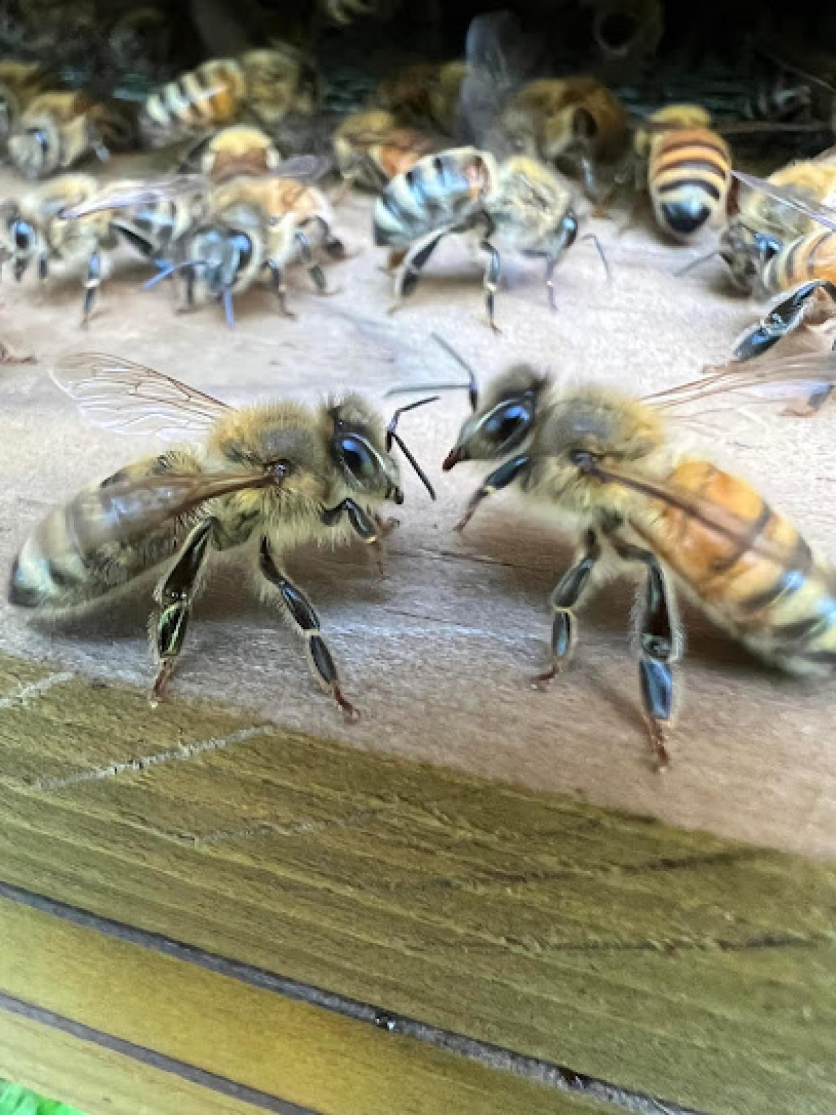 Jay's Bees