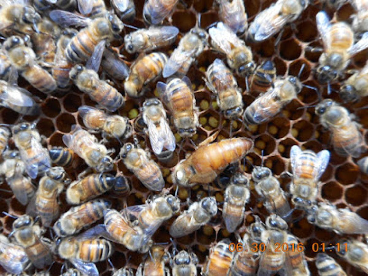 South Carolina Happy Bees