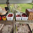 Scuppernong Fresh Produce Stand