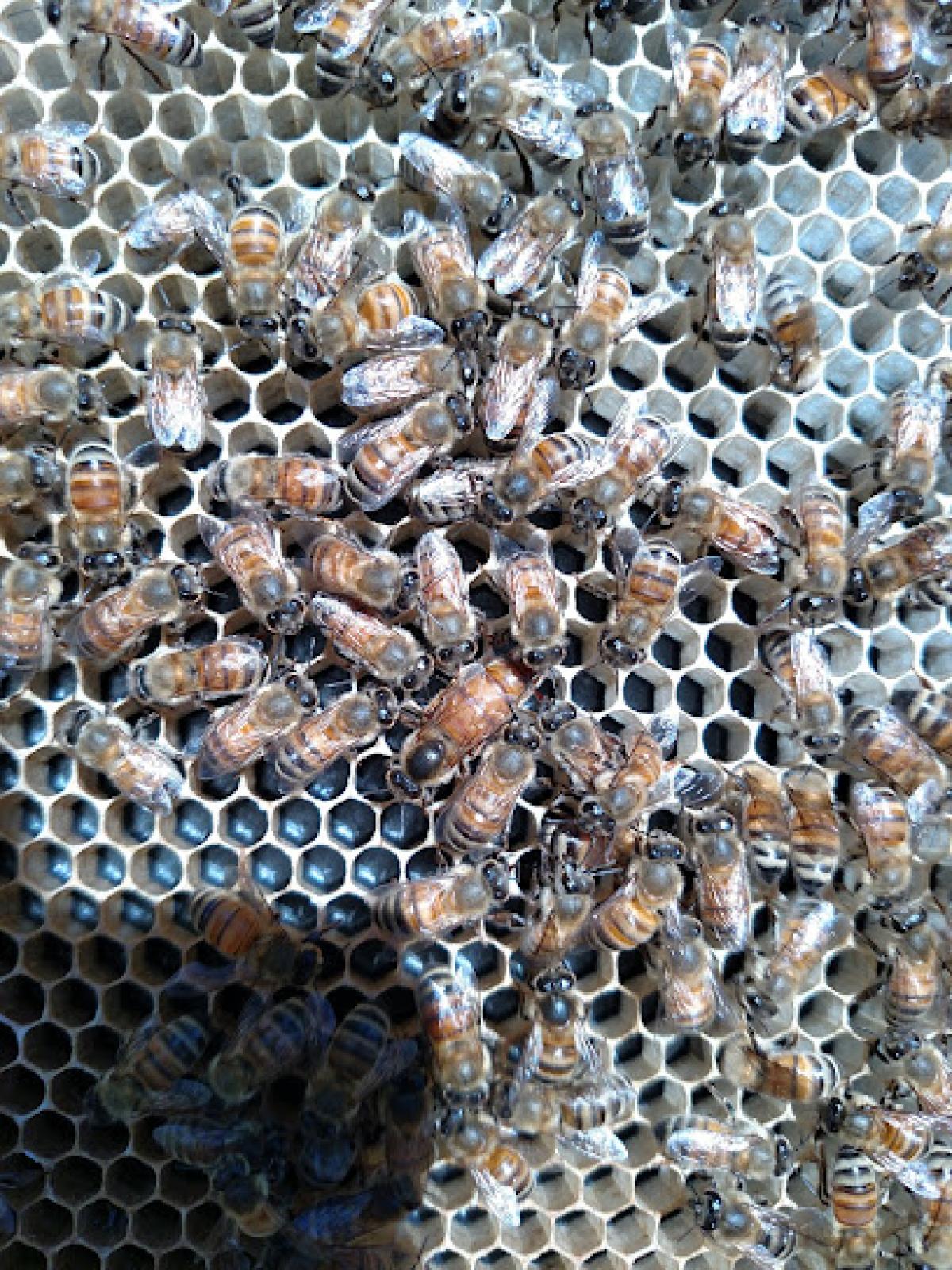 Cloudland Bee Farm