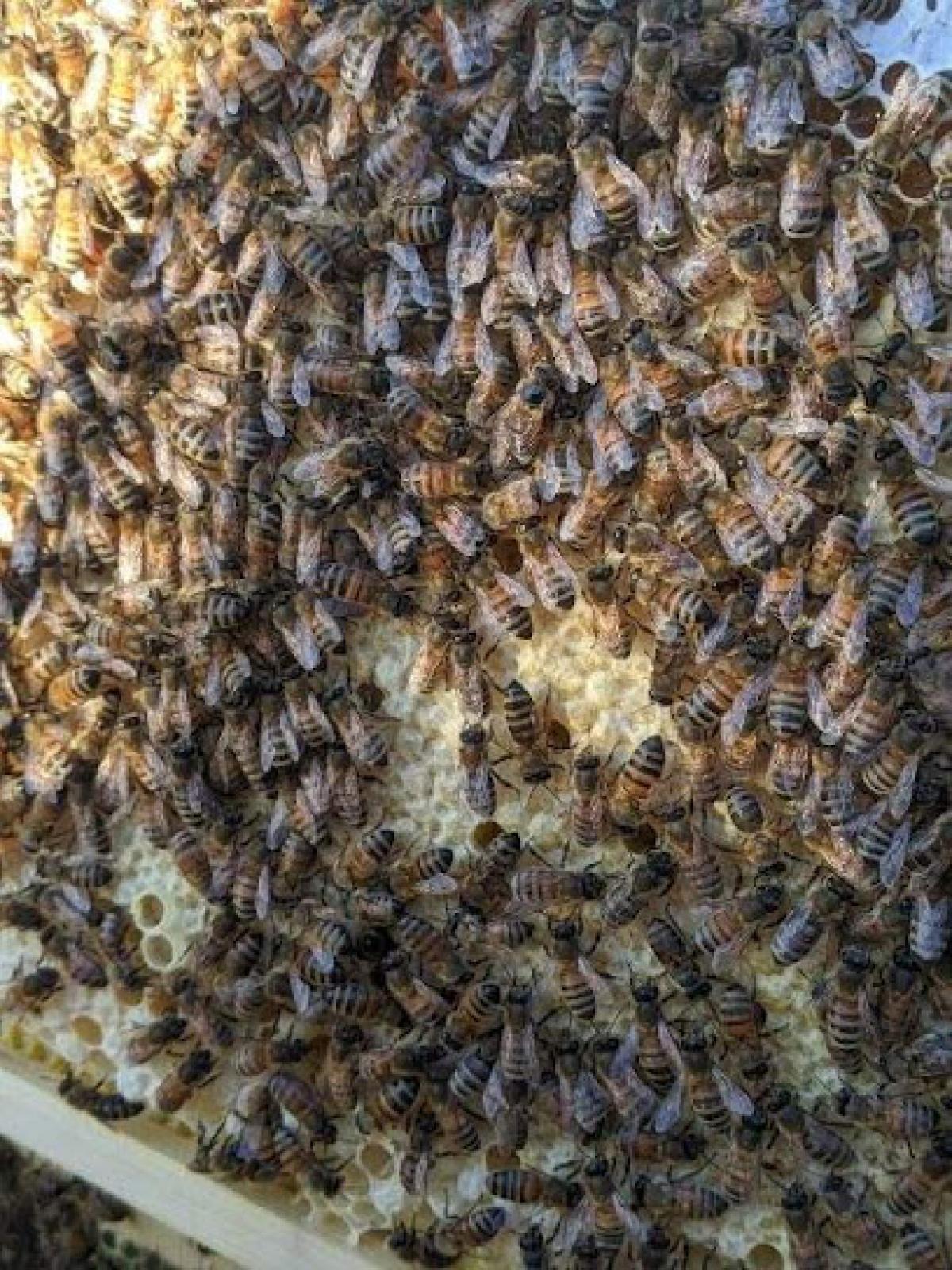 Scooter's Honey Bees