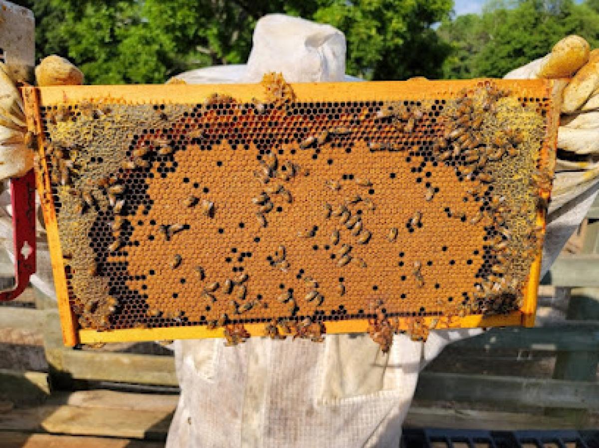 "Whatever Honey" Farm