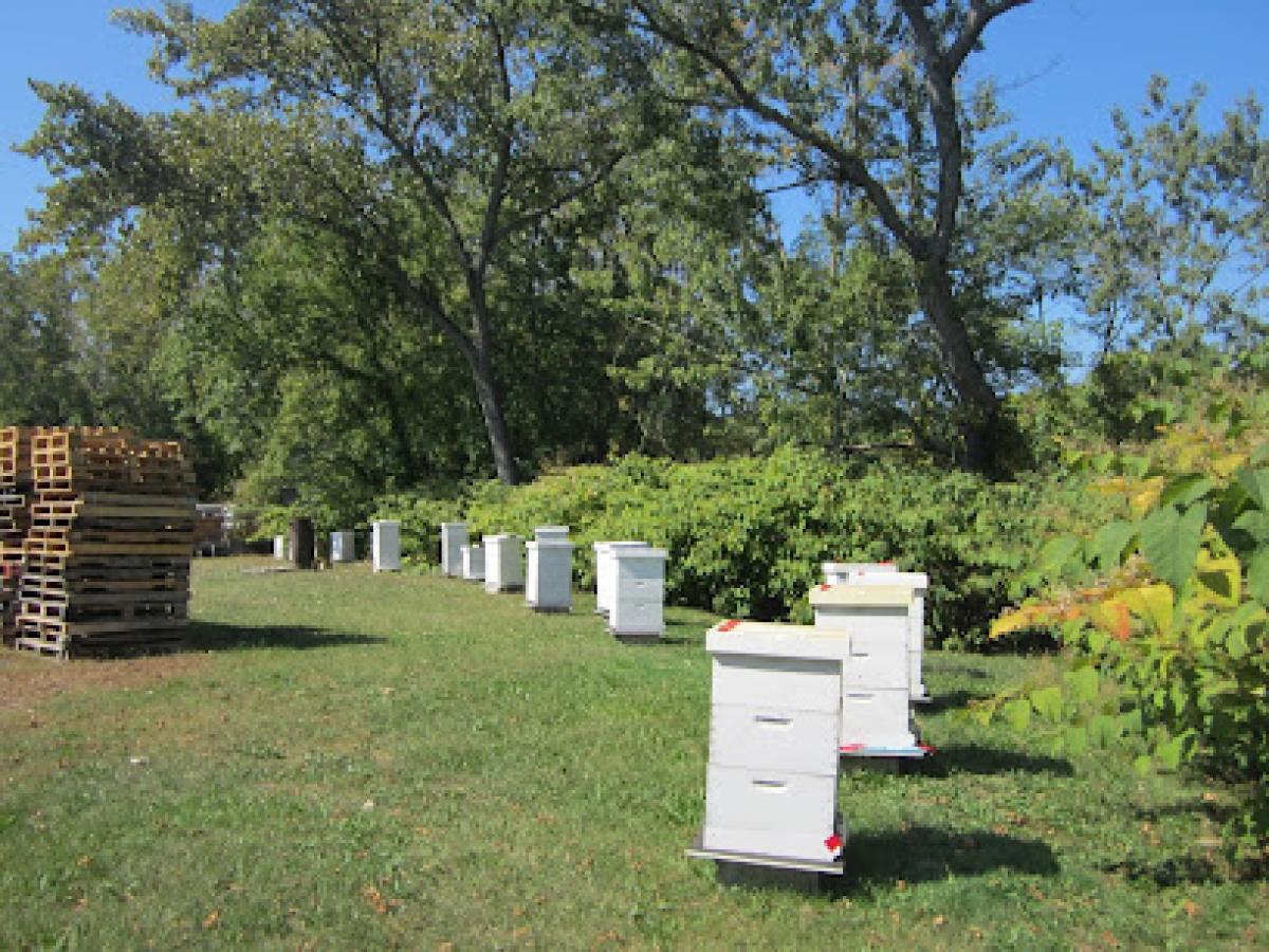 Mark's Apiary