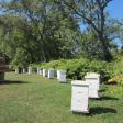 Mark's Apiary